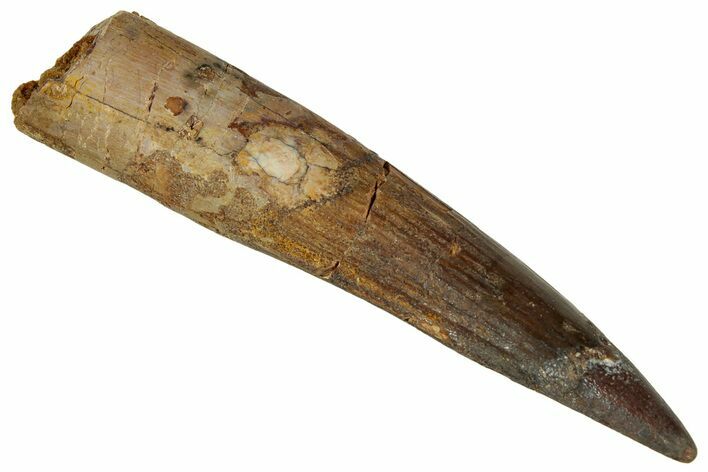 Fossil Spinosaurus Tooth - Real Dinosaur Tooth #327636